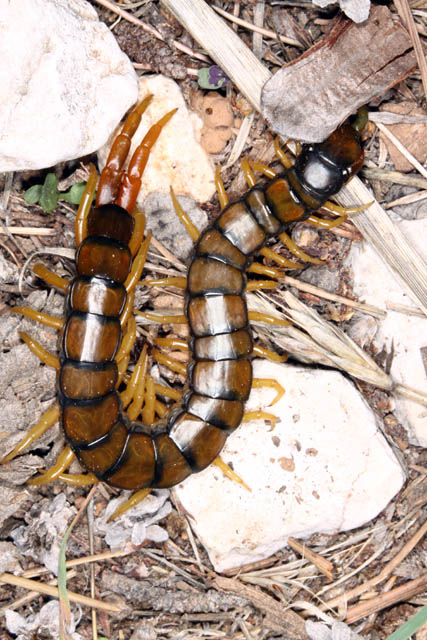 Scolopendra cingulata - Copyright Denis Bourgeois